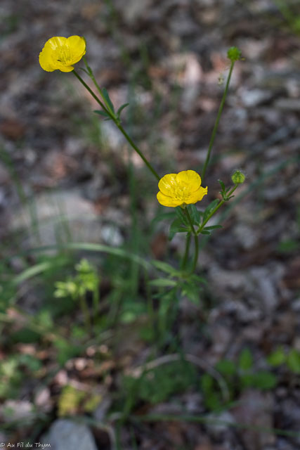 Photographie Plante