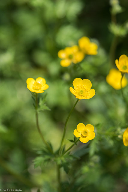 Photographie Plante