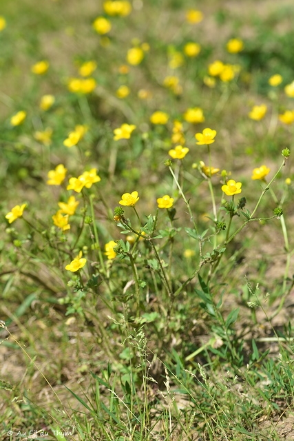 Photographie Plante