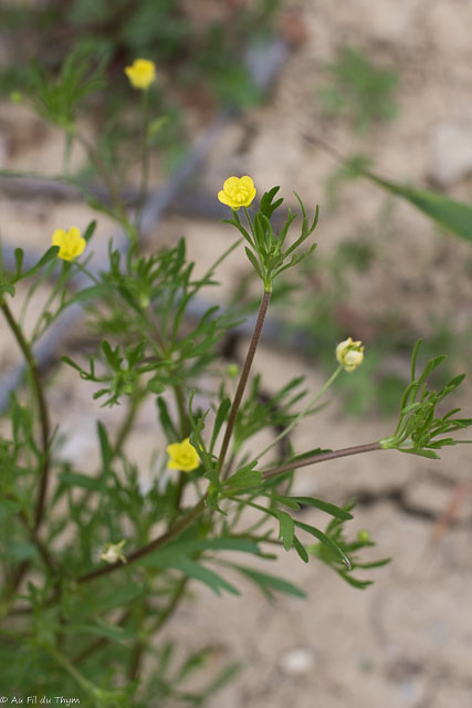 Photographie Plante