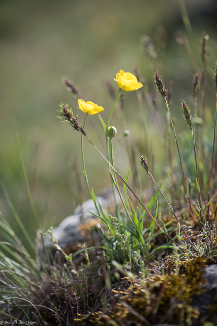 Photographie Plante