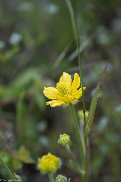 Photographie Plante