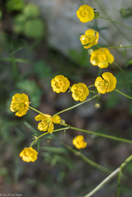 Photographie Plante