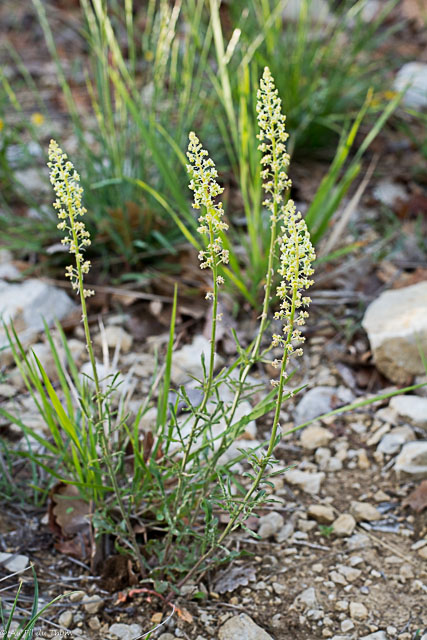 Photographie Plante