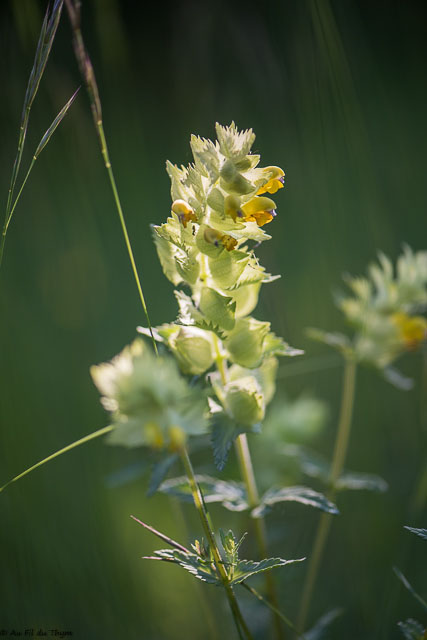 Photographie Plante