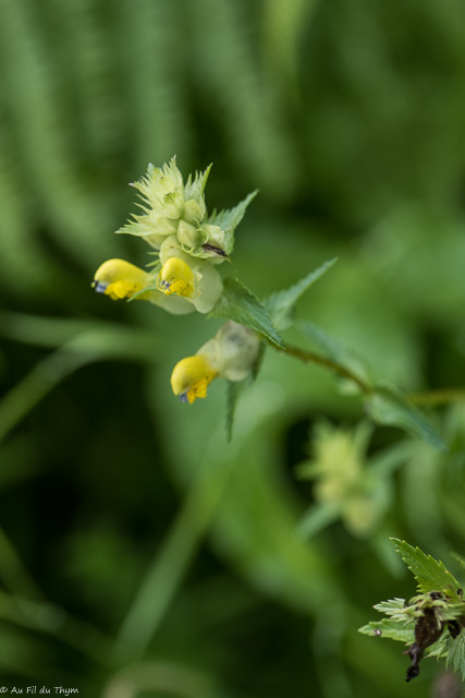 Photographie Plante