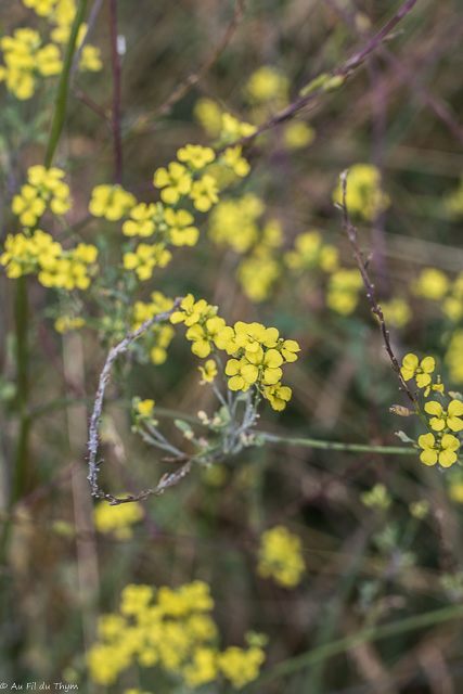 Photographie Plante