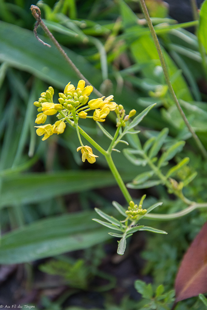 Photographie Plante