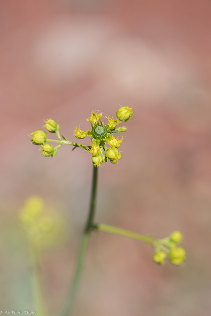 Photographie Plante