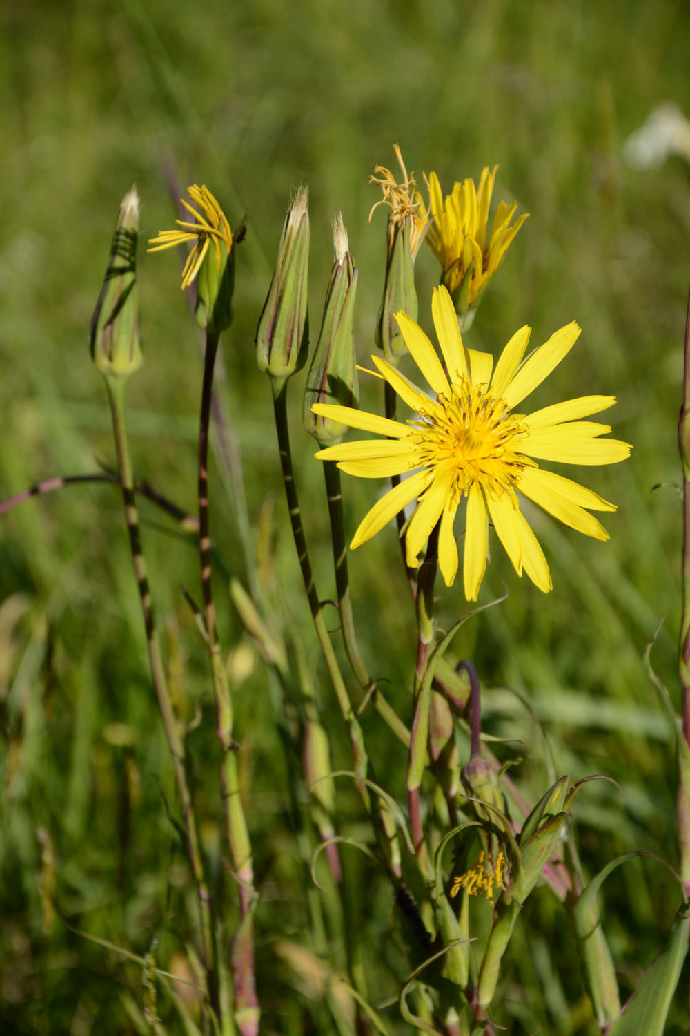 Photographie Plante