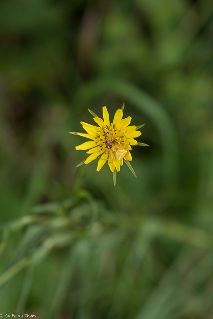 Photographie Plante