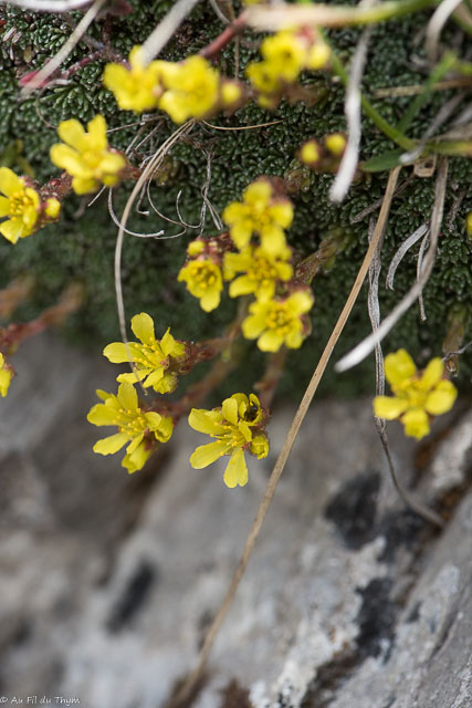 Photographie Plante