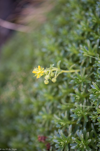 Photographie Plante