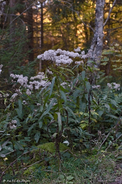 Photographie Plante