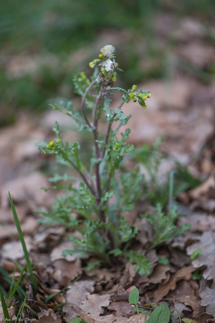 Photographie Plante