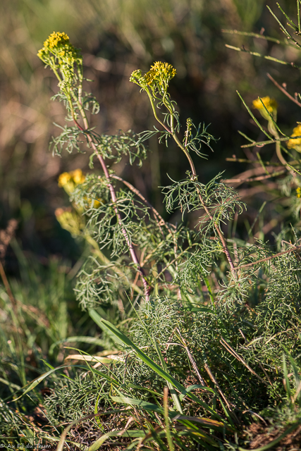 Photographie Plante