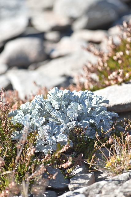 Photographie Plante