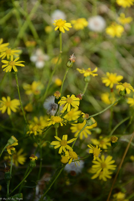 Photographie Plante