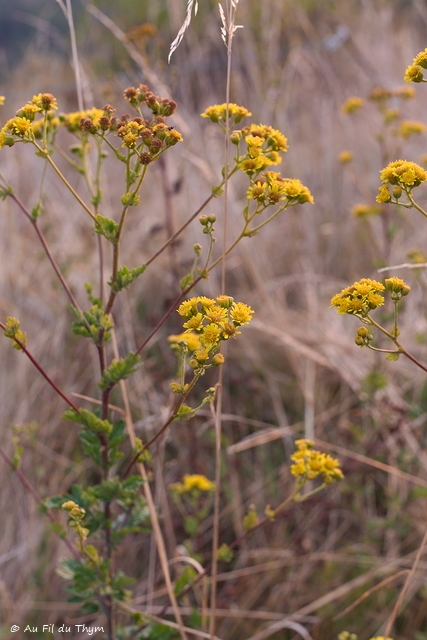 Photographie Plante