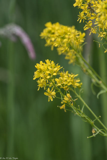 Photographie Plante