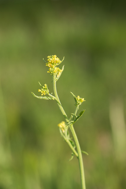 Photographie Plante