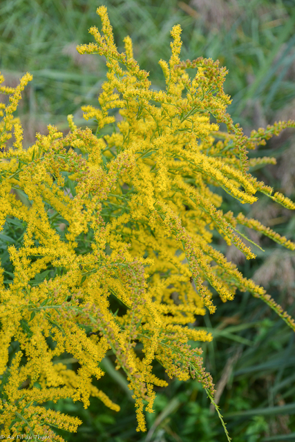 Photographie Plante