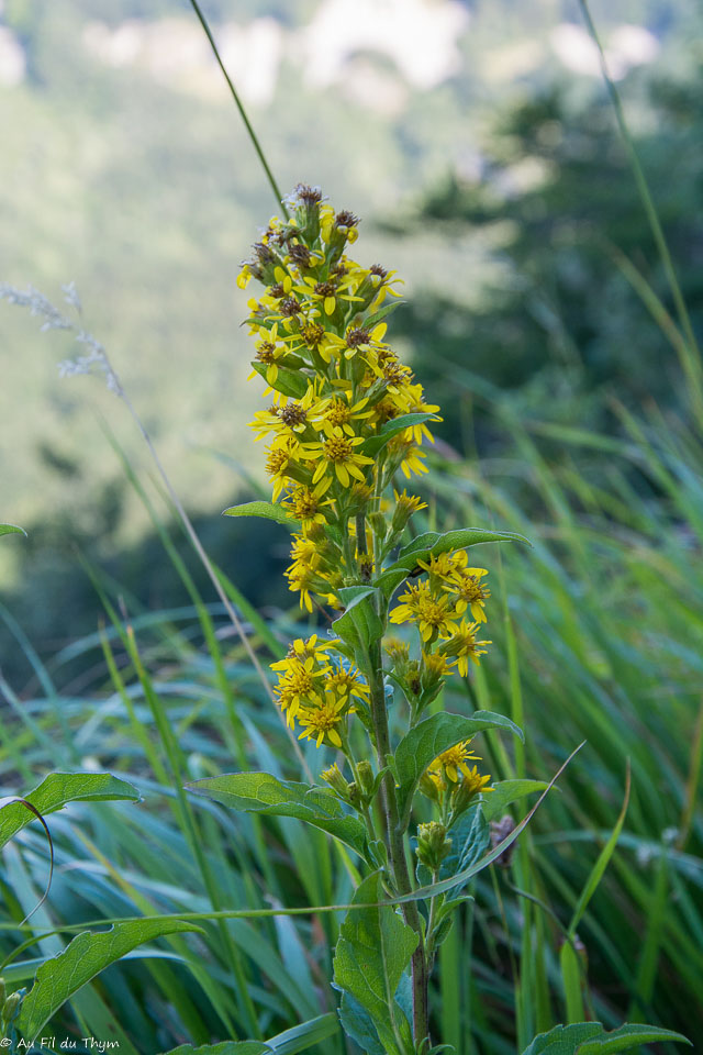 Photographie Plante