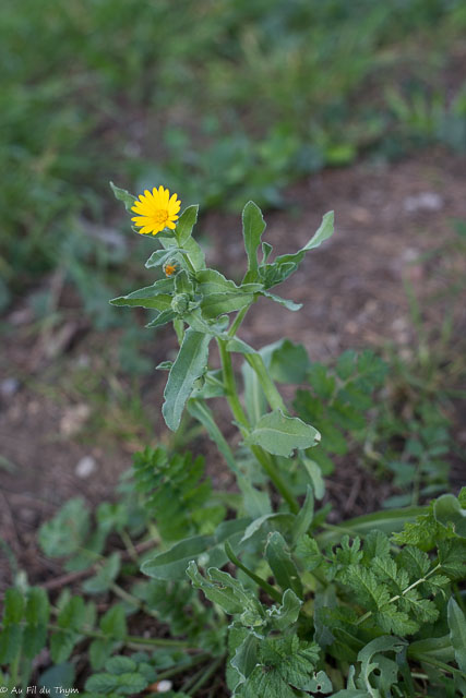 Photographie Plante