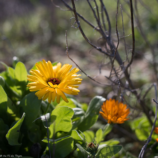 Photographie Plante