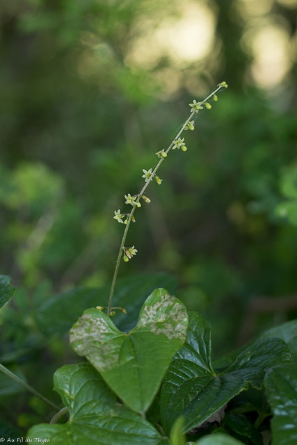 Photographie Plante