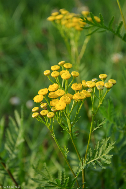 Photographie Plante