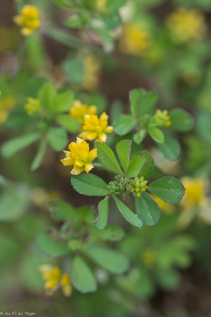 Photographie Plante
