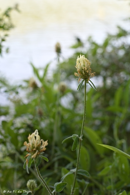 Photographie Plante