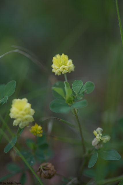 Photographie Plante