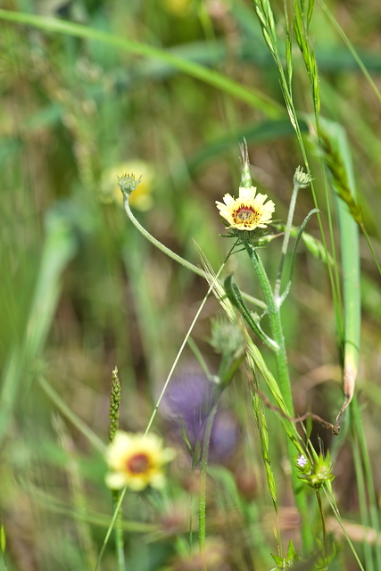 Photographie Plante