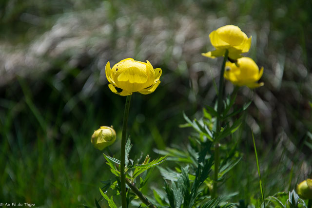 Photographie Plante