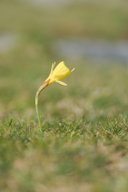 Photographie Plante