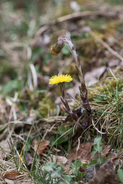 Photographie Plante