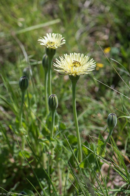Photographie Plante