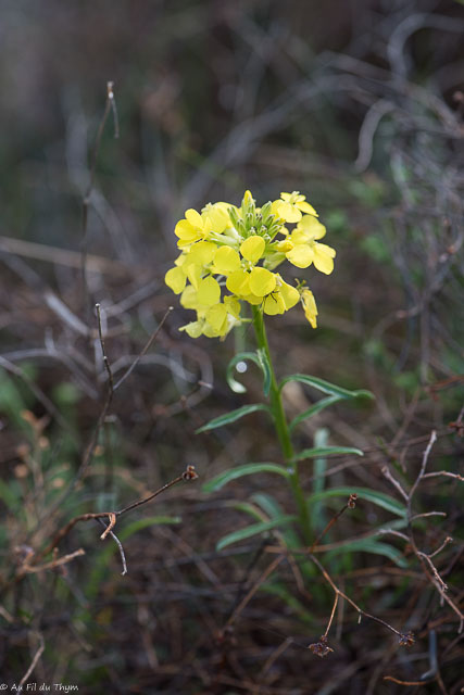Photographie Plante