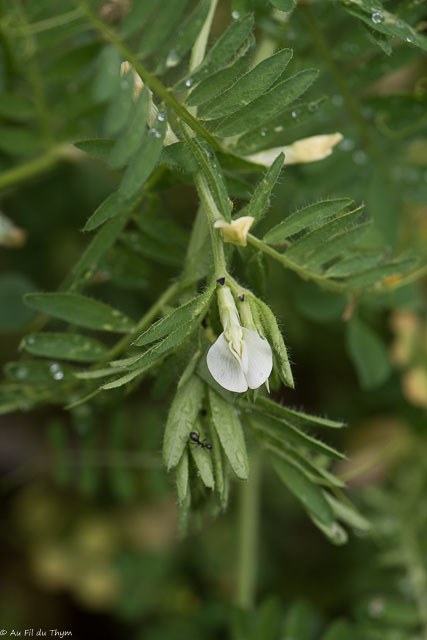Photographie Plante