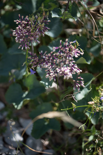 Photographie Plante
