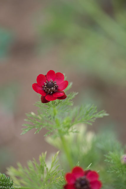 Photographie Plante