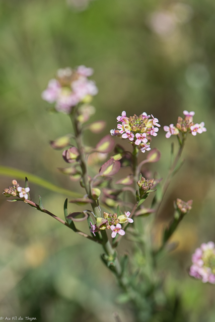 Photographie Plante
