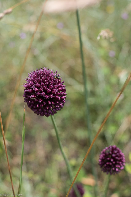 Photographie Plante