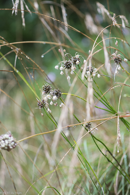 Photographie Plante