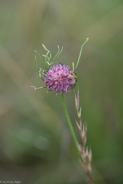 Photographie Plante