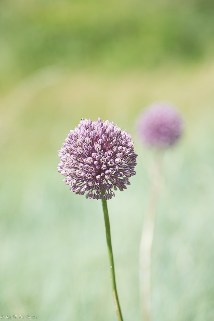 Photographie Plante