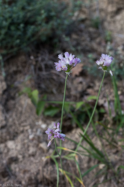 Photographie Plante