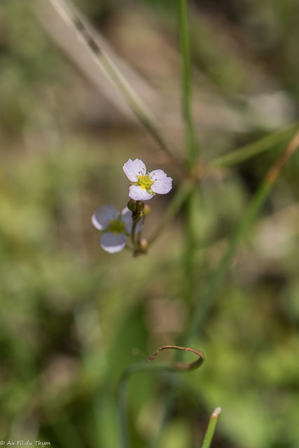 Photographie Plante